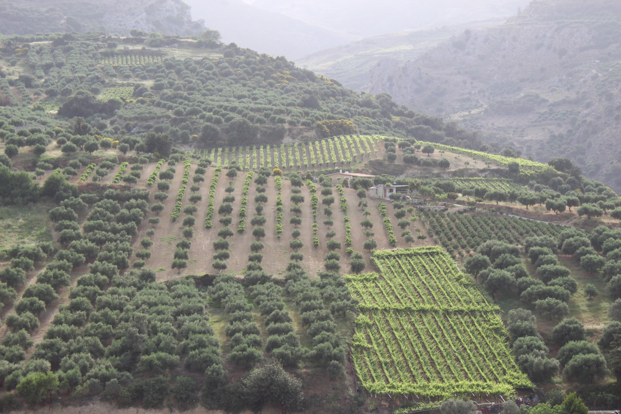 Olive groves growing across the rocky, sloping Mediterranean landscape